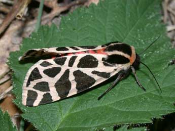 Cymbalophora pudica Esp. adulte - �Philippe Mothiron