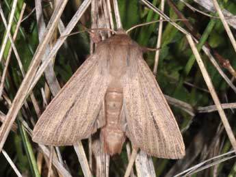 Mythimna pudorina D. & S. adulte - �Philippe Mothiron