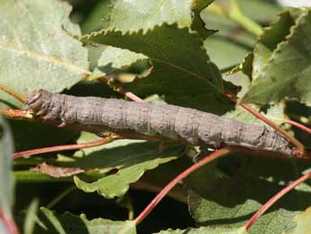  Chenille de Catocala puerpera Giorna - �Emmanuel Ruiz