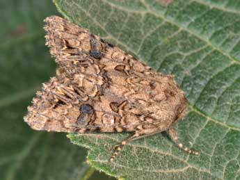 Anarta pugnax Hb. adulte - �Philippe Mothiron