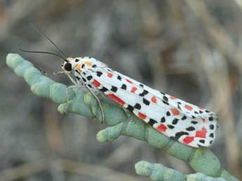 Utetheisa pulchella L. adulte - �Daniel Morel