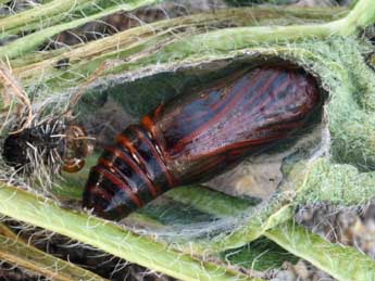  Chrysalide de Utetheisa pulchella L. - �Daniel Morel