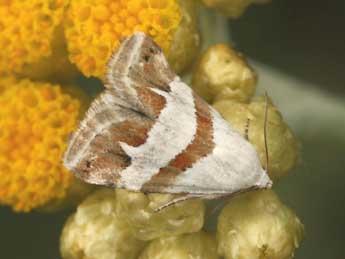 Eublemma candidana F. adulte - �Daniel Morel