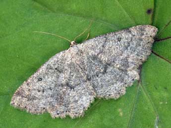 Charissa pullata D. & S. adulte - �Daniel Morel