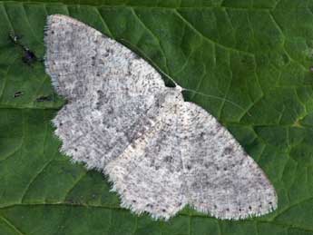 Charissa pullata D. & S. adulte - �Daniel Morel