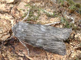 Scotochrosta pulla D. & S. adulte - �David Demerges