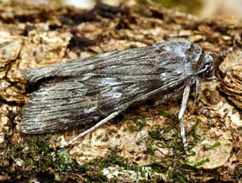 Scotochrosta pulla D. & S. adulte - �Daniel Morel