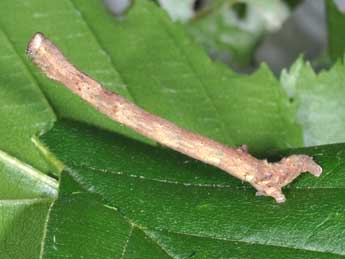  Chenille de Plagodis pulveraria L. - �Philippe Mothiron