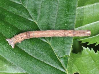  Chenille de Plagodis pulveraria L. - �Philippe Mothiron