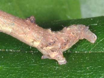  Chenille de Plagodis pulveraria L. - �Philippe Mothiron