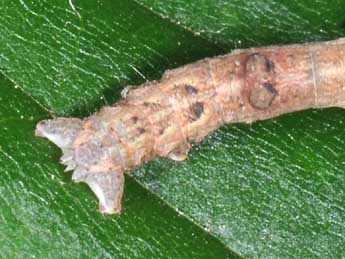  Chenille de Plagodis pulveraria L. - �Philippe Mothiron