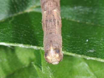  Chenille de Plagodis pulveraria L. - �Philippe Mothiron