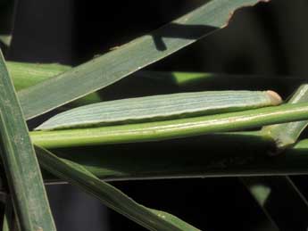  Chenille de Gegenes pumilio Hoffmsg - �Tristan Lafranchis