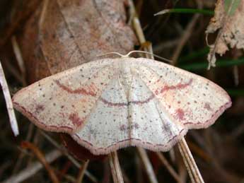 Cyclophora punctaria L. adulte - �Philippe Mothiron