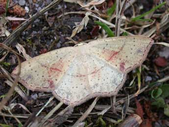 Cyclophora punctaria L. adulte - �Philippe Mothiron