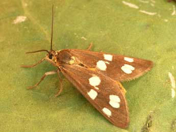 Dysauxes punctata F. adulte - �Daniel Morel