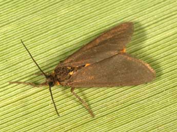 Dysauxes punctata F. adulte - �Daniel Morel