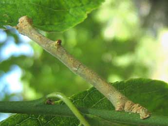  Chenille de Hypomecis punctinalis Scop. - �Tineke Aarts