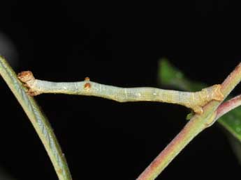  Chenille de Hypomecis punctinalis Scop. - �Philippe Mothiron