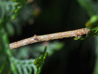  Chenille de Hypomecis punctinalis Scop. - �Philippe Mothiron