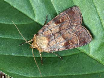 Paradiarsia punicea Hb. adulte - �Daniel Morel