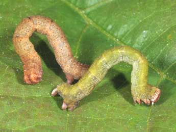  Chenille de Cyclophora puppillaria Hb. - �Philippe Mothiron