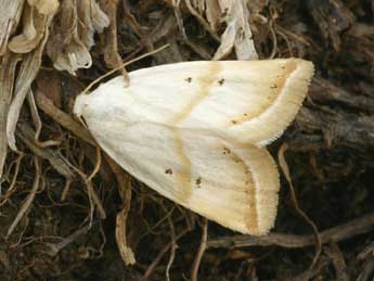 Eublemma pura Hb. adulte - �Daniel Morel