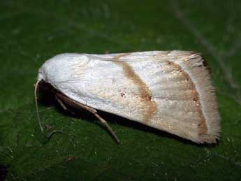 Eublemma pura Hb. adulte - �Philippe Mothiron