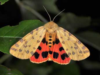 Diacrisia purpurata L. adulte - �Philippe Mothiron