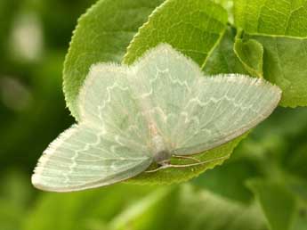 Jodis putata L. adulte - �Daniel Morel