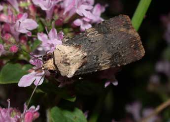 Agrotis puta Hb. adulte - �Philippe Mothiron