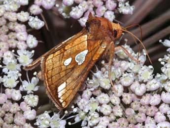 Plusia putnami Grote adulte - �St�phane Grenier