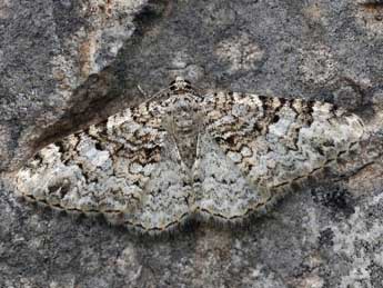 Catarhoe putridaria H.-S. adulte - �Daniel Morel