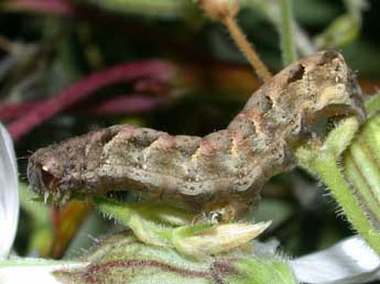  Chenille de Axylia putris L. - �Philippe Mothiron