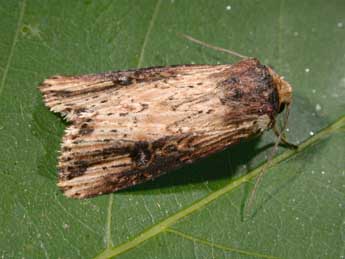 Axylia putris L. adulte - �Philippe Mothiron