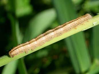  Chenille de Deltote pygarga Hfn. - �Serge Wambeke