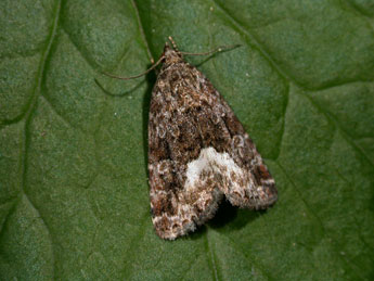 Deltote pygarga Hfn. adulte - �Philippe Mothiron