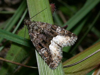 Deltote pygarga Hfn. adulte - �Philippe Mothiron