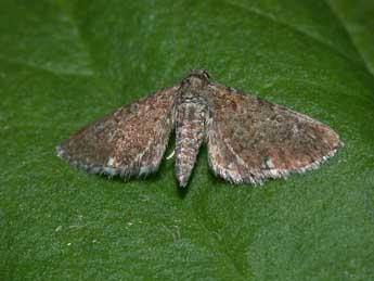 Eupithecia pygmaeata Hb. adulte - �Philippe Mothiron