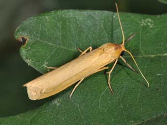 Indalia pygmaeola Dbld. adulte - �Philippe Mothiron