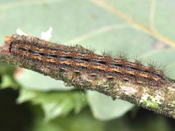  Chenille de Indalia pygmaeola Dbld. - �Philippe Mothiron