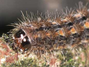 Chenille de Indalia pygmaeola Dbld. - �Philippe Mothiron