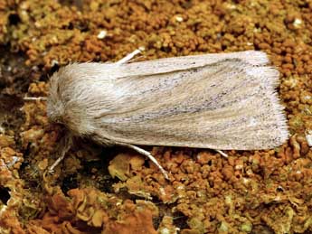 Denticucullus pygmina Hw. adulte - �Daniel Morel