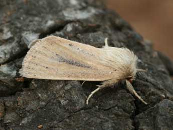 Denticucullus pygmina Hw. adulte - �Daniel Morel