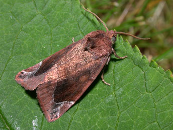 Cosmia pyralina D. & S. adulte - �Philippe Mothiron