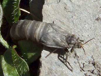 Pharmacis pyrenaica Donz. adulte - �Simon Labonne