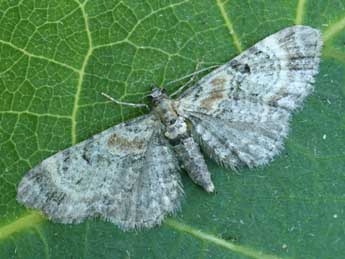 Eupithecia pyreneata Mab. adulte - �Daniel Morel