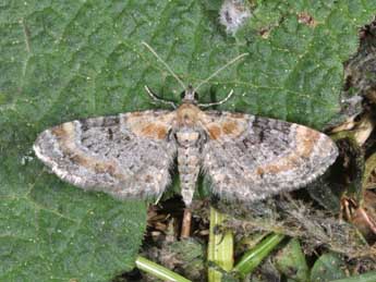 Eupithecia pyreneata Mab. adulte - �Philippe Mothiron