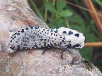 Zeuzera pyrina L. adulte - �Daniel Morel