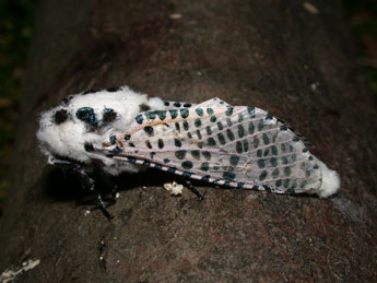 Zeuzera pyrina L. adulte - �Philippe Mothiron